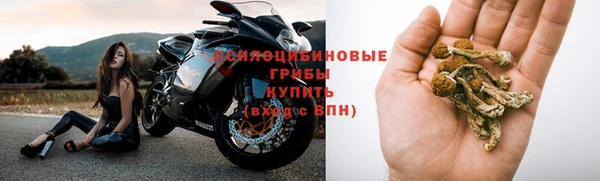 прущие грибы Елизово