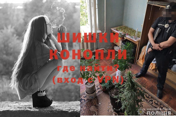 прущие грибы Елизово
